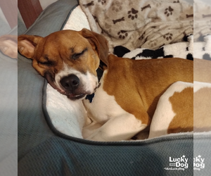 Marcie - Female Boxador Dog for Adoption - Photo #4