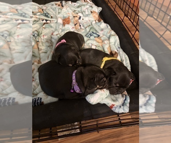 Medium Photo #4 French Bulldog Puppy For Sale in LEESVILLE, LA, USA