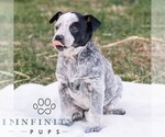 Small #2 Australian Cattle Dog