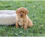 Ricky - Male Labrador Retriever Puppy for Sale - Photo #5
