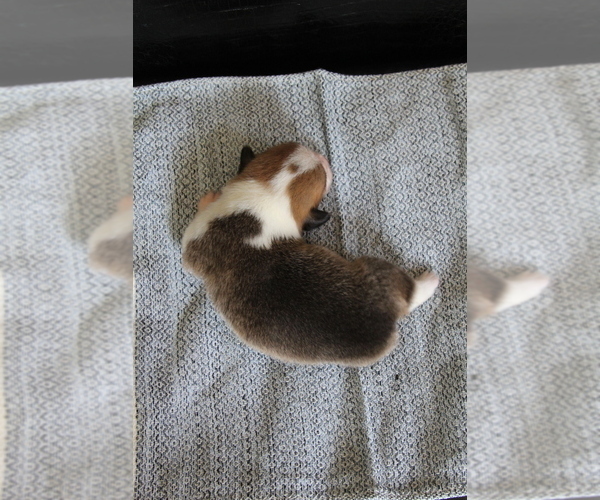 Medium Photo #11 Pembroke Welsh Corgi Puppy For Sale in FAIR GROVE, MO, USA