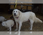 Small Photo #6 Great Pyrenees Puppy For Sale in PERALTA, NM, USA