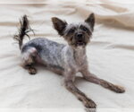 Small Photo #4 Cairn Terrier-Unknown Mix Puppy For Sale in Canton, CT, USA