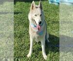 Small #1 Siberian Husky Mix