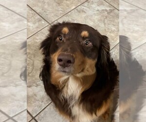 Father of the Australian Shepherd puppies born on 03/02/2025