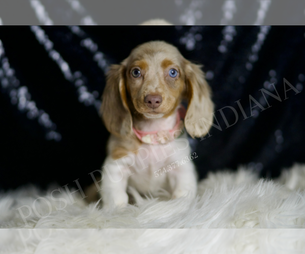 Medium Photo #5 Dachshund Puppy For Sale in WARSAW, IN, USA