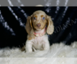 Small #4 Dachshund