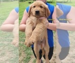Puppy AKC Sawyer Golden Retriever