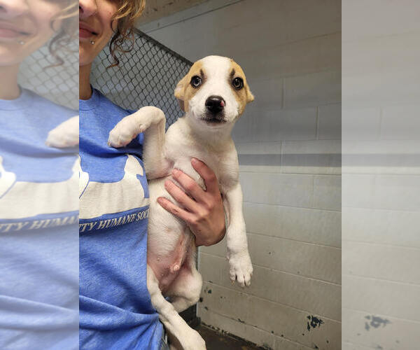 Medium Photo #2 Siberian Husky-Unknown Mix Puppy For Sale in Linton, IN, USA