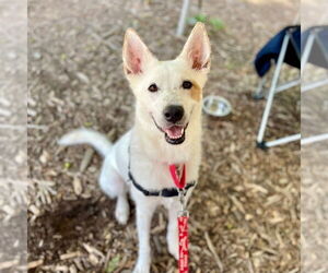 Juno - Female Mutt Dog for Adoption - Photo #4