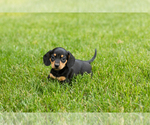 Small Dachshund