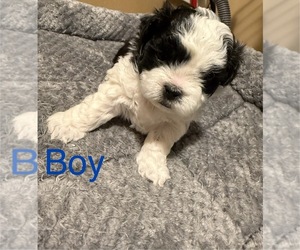 Zuchon Puppy for sale in LAKE GENEVA, WI, USA