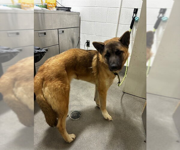Medium Photo #1 German Shepherd Dog-Unknown Mix Puppy For Sale in Forestville, MD, USA