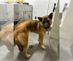 Small German Shepherd Dog Mix