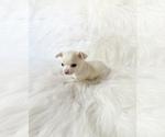 Small #3 Chihuahua