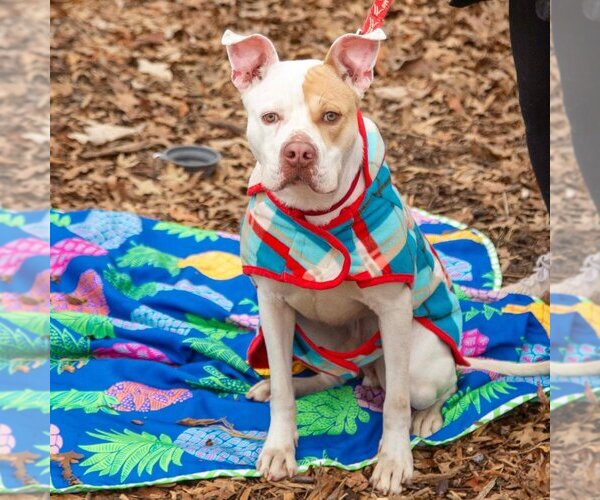 Medium Photo #8 American Bulldog-Unknown Mix Puppy For Sale in Canton, CT, USA