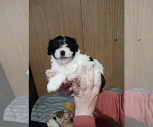 Morkie Puppy for sale in COEUR D ALENE, ID, USA
