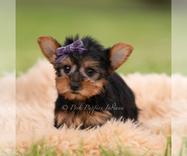 Medium Photo #74 Yorkshire Terrier Puppy For Sale in WARSAW, IN, USA