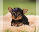 Small Photo #74 Yorkshire Terrier Puppy For Sale in WARSAW, IN, USA