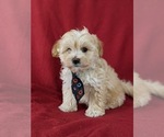 Small Photo #2 Maltipoo Puppy For Sale in PARADISE, PA, USA