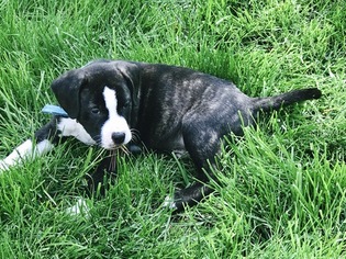 American Bulldog-Boston Terrier Mix Puppy for sale in HADLEY, MA, USA