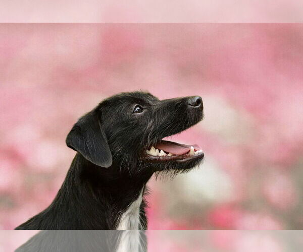 Medium Photo #8 Jack Russell Terrier-Whippet Mix Puppy For Sale in Arlington, WA, USA
