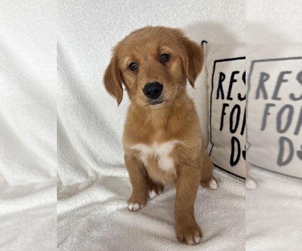 Medium Photo #2 Golden Retriever Puppy For Sale in GREENFIELD, IN, USA
