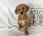 Ginger - Female Golden Retriever Puppy for Sale - Photo #2