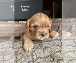 Puppy London Cavalier King Charles Spaniel