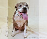 Small #2 American Pit Bull Terrier Mix