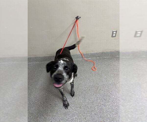 Medium Photo #1 Labrador Retriever-Unknown Mix Puppy For Sale in Pasadena, TX, USA