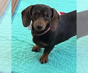 Dachshund Dogs for adoption in Shelbyville, TN, USA