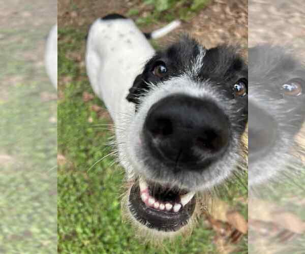 Medium Photo #3 Great Dane-Poodle (Standard) Mix Puppy For Sale in Huntersville, NC, USA