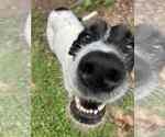 Small #2 Great Dane-Poodle (Standard) Mix