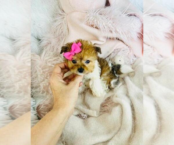 Medium Photo #9 Pomapoo (Toy) Puppy For Sale in MIAMI, FL, USA