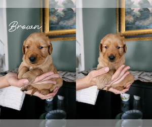 Medium Golden Retriever