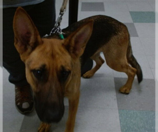 Medium Photo #1 German Shepherd Dog Puppy For Sale in Oklahoma City, OK, USA