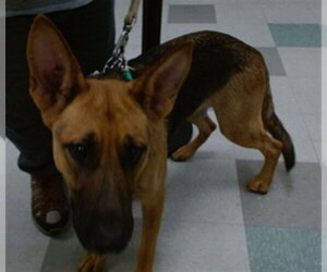 German Shepherd Dog Dogs for adoption in Oklahoma City, OK, USA