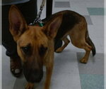 SUSAN - Female German Shepherd Dog Dog for Adoption - Small photo