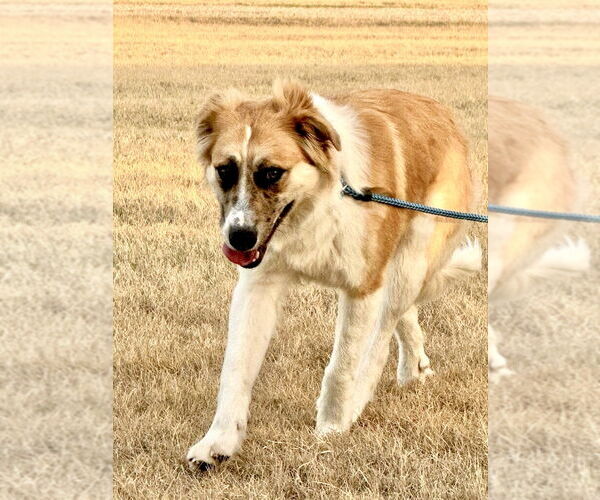 Medium Photo #6 Great Pyrenees Puppy For Sale in Spring, TX, USA