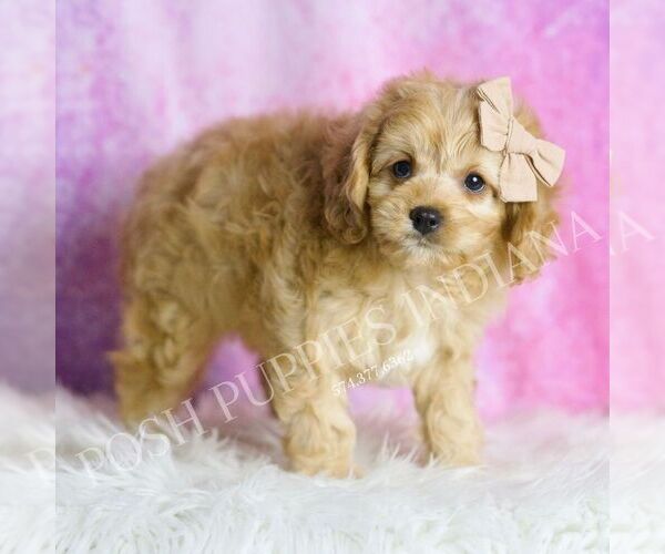 Medium Photo #4 Cavapoo Puppy For Sale in WARSAW, IN, USA