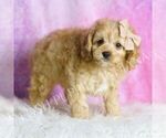 Small #3 Cavapoo