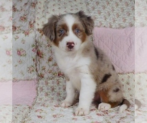 Miniature Australian Shepherd Puppy for sale in HARRISON, OH, USA
