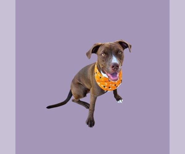Medium Photo #1 Mutt Puppy For Sale in Bakersfield, CA, USA