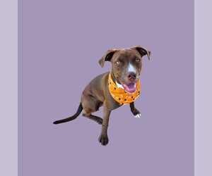 Mutt Dogs for adoption in Bakersfield, CA, USA