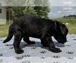 Small Photo #11 Goldendoodle Puppy For Sale in HOWARD CITY, MI, USA