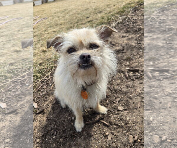 Medium Photo #1  Puppy For Sale in , 