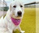 Small #3 Great Pyrenees