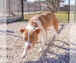 Small #1 American Pit Bull Terrier Mix