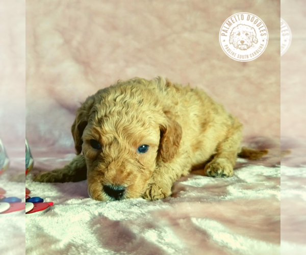 Medium Photo #5 Goldendoodle Puppy For Sale in PAULINE, SC, USA